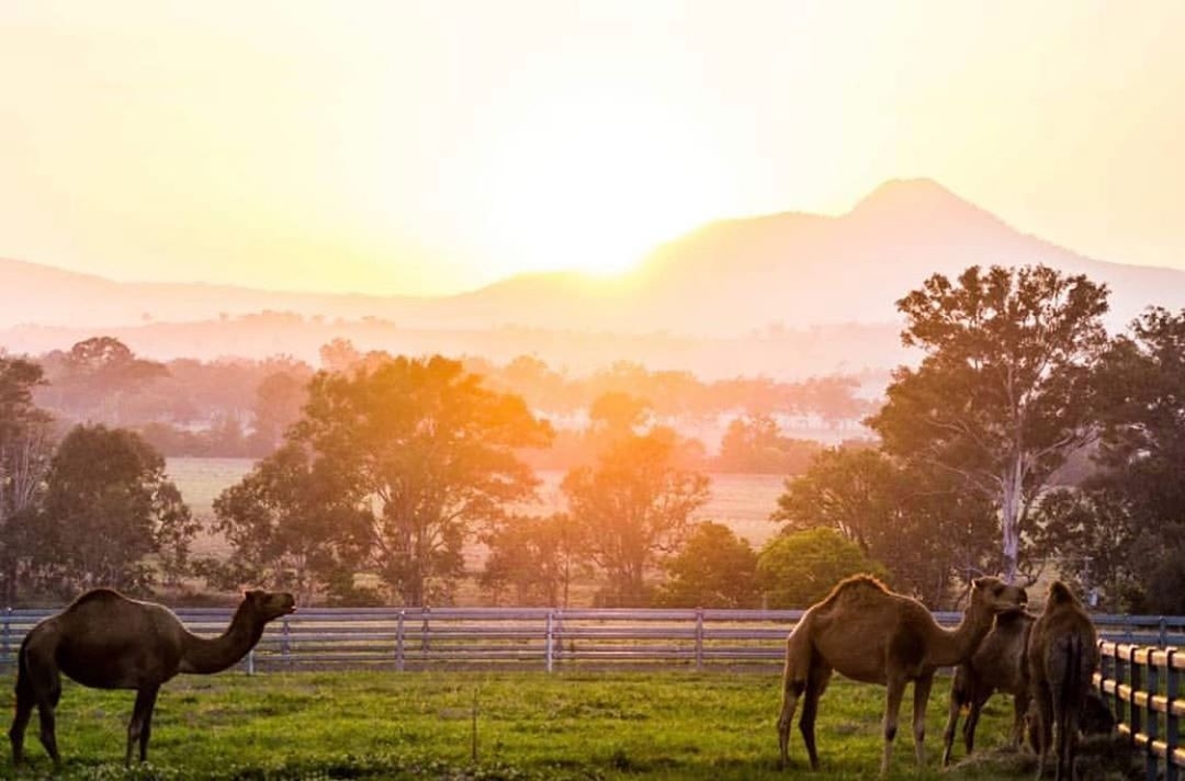 Photo by <a target="_blank" href="https://www.instagram.com/p/B1mgnYegvBe/" rel="noopener">Scenic Rim Guide </a> via Instagram